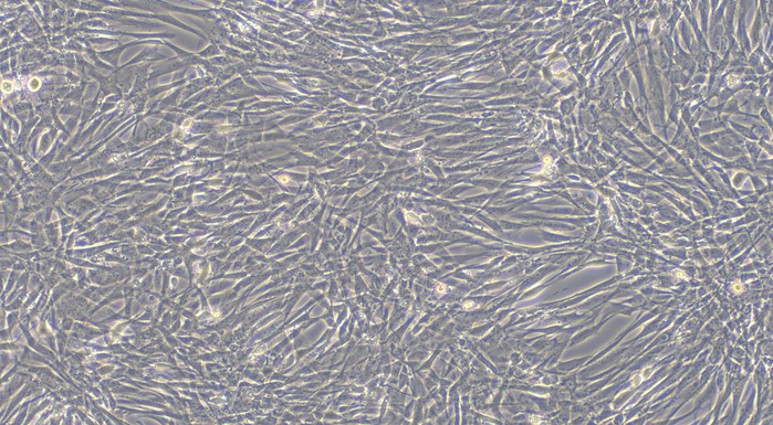 Primary Canine Fetal Dermal Fibroblasts (FDF)