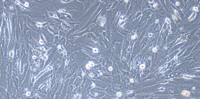 Primary Gallus Fetal Dermal Fibroblasts (FDF)