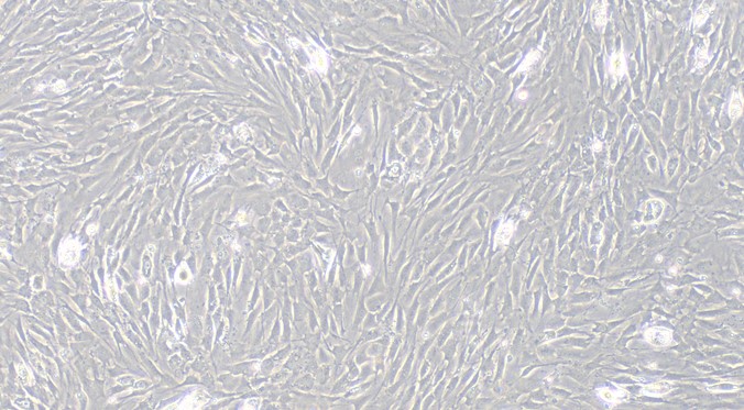 Primary Rat Fetal Dermal Fibroblasts (FDF)