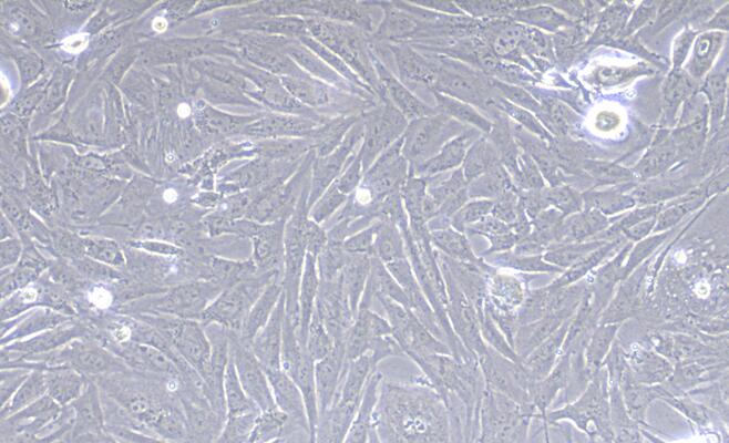 Primary Rabbit Fetal Dermal Fibroblasts (FDF)