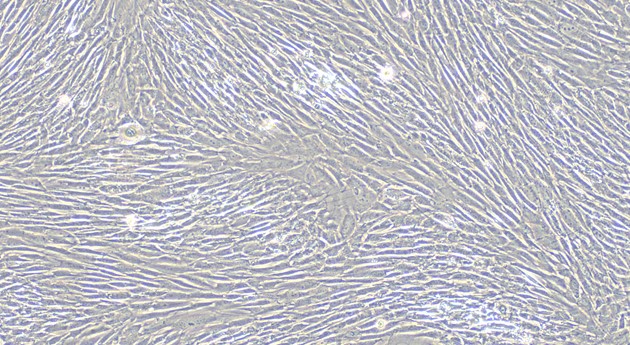 CSI087Gu01.jpg