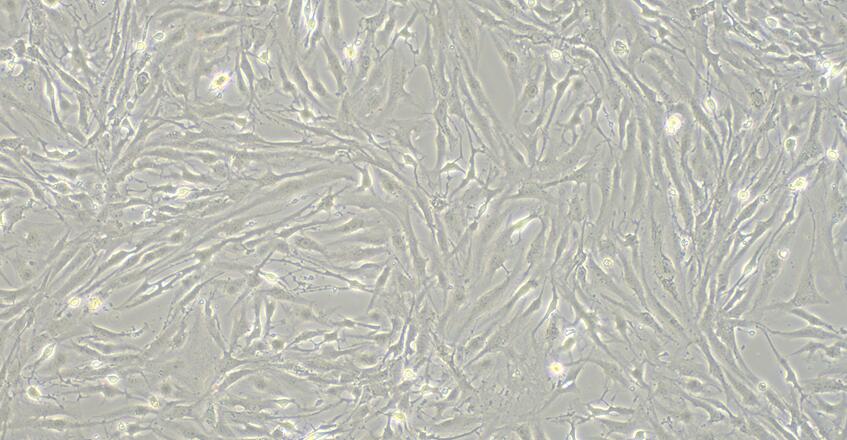 Primary Human Adult Dermal Fibroblasts (ADF)