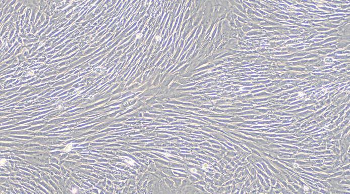 Primary Rabbit Adult Dermal Fibroblasts (ADF)