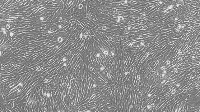 Primary Canine Periodontal Ligament Fibroblasts (PDLF)