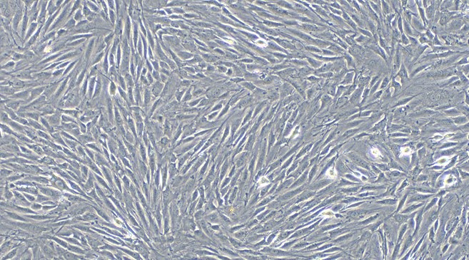 Primary Rat Periodontal Ligament Fibroblasts (PDLF)