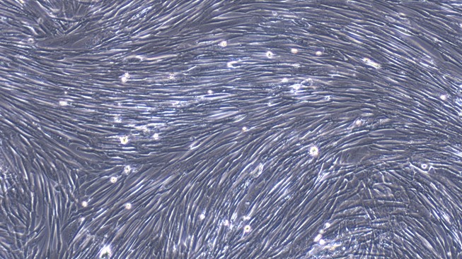 Primary Canine Adrenal Fibroblasts (ADF)