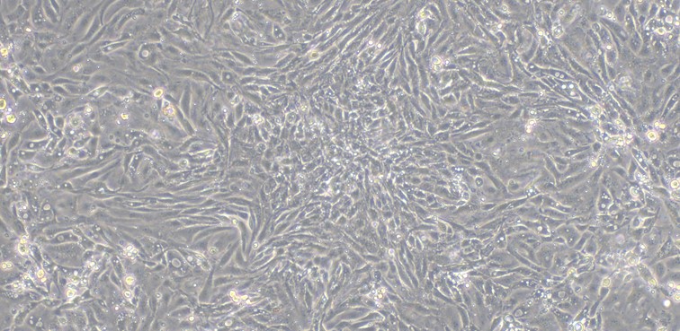 Primary Caprine Mammary Epithelial Cells (MEC)