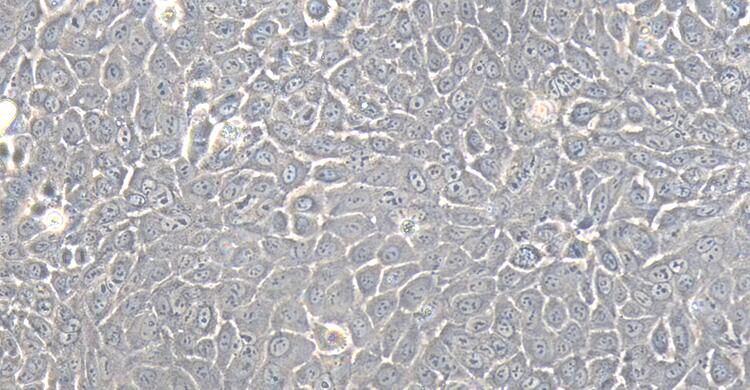 Primary Rabbit Mammary Epithelial Cells (MEC)