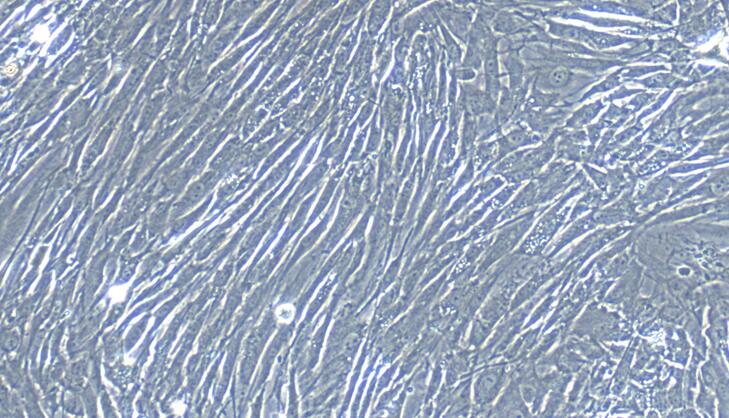 Primary Rabbit Skeletal Muscle Satellite Cells (SMSC)