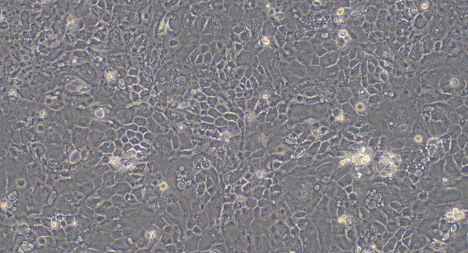Primary Feline Esophageal Epithelial Cells (EEC)