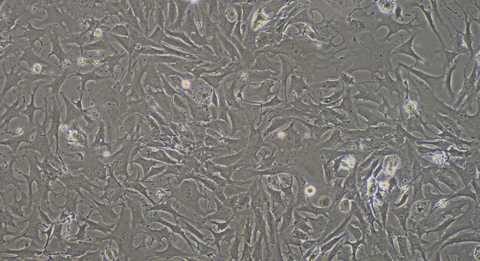 Primary Mouse Synovial Cells (SYC)