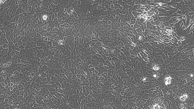 Primary Feline Thymic Epithelial Cells (TEC)