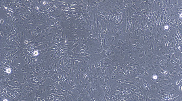 CSI123Ca01.jpg