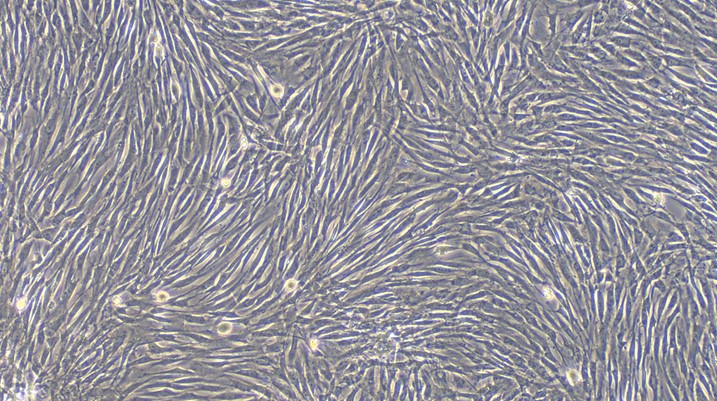 Primary Feline Brain Vascular Pericytes (BVP)