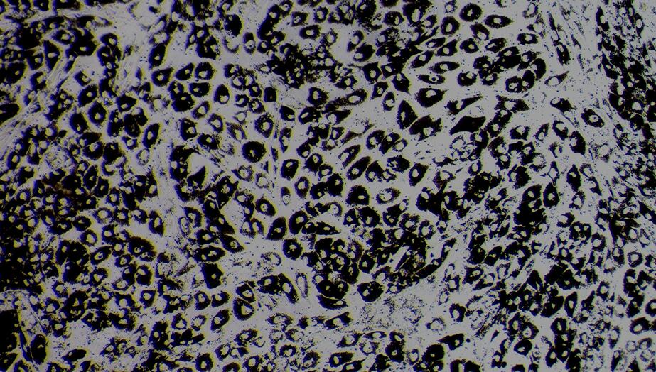 Primary Canine Retinal Pigment Epithelial Cells (RPEC)
