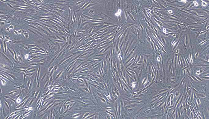 Primary Feline Gingival Fibroblasts (GF)