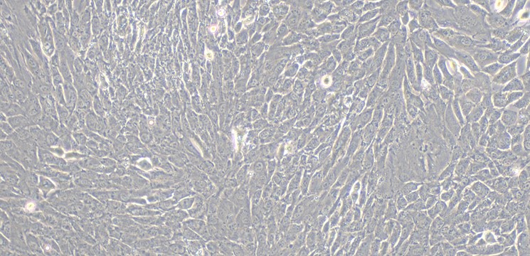 Primary Rabbit Gingival Fibroblasts (GF)