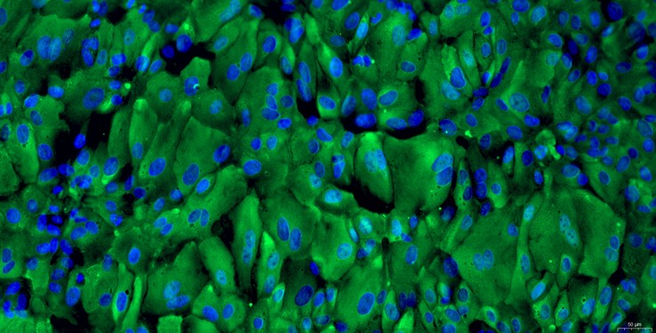 Primary Rabbit Seminal Vesicle Epithelial Cells (SVEC)