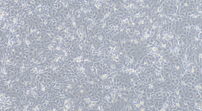 CSI160Po01.jpg
