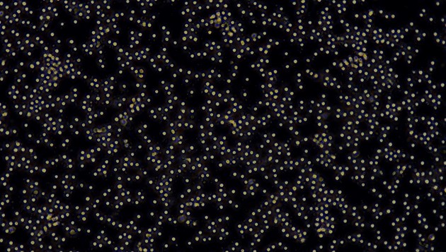 Primary Rabbit Peripheral Blood Mononuclear Cells (PBMC)