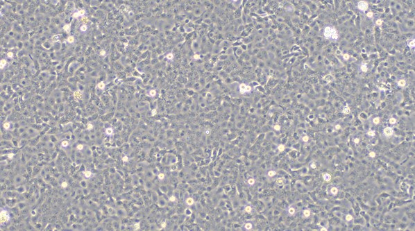 CSI168Fe01.jpg