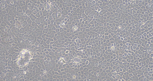 Primary Rat Gingival Epithelial Cells (GiEC)