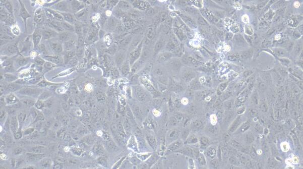 Primary Rat Gastric Epithelial Cells (GEC)