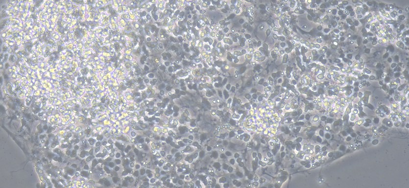 Primary Canine Retinal Ganglion Cells  (RGC)