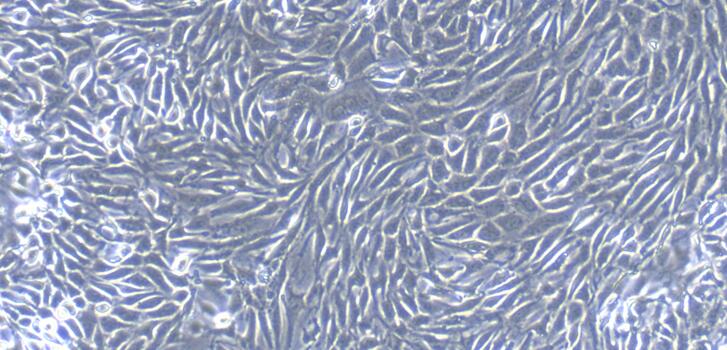 Primary Gallus Embryonic Kidney Epithelial Cells (EKE)