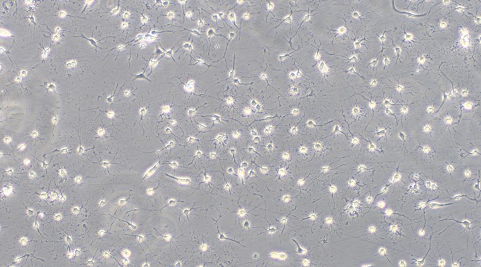 CSI239Rb01.jpg