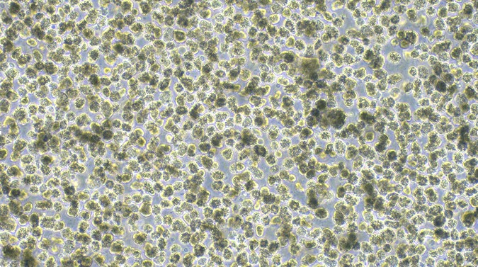Primary Rat Hepatocyte (Hep)