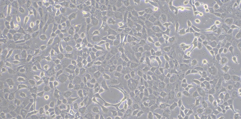 Primary Caprine Ovarian Granulosa Cells (OGC)