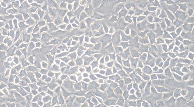 Primary Cavia Corneal Stromal cells (CSC)
