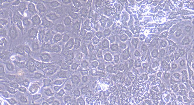 Primary Mouse Tendon Stem Cells ( TDSC)
