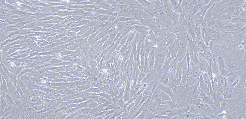 Primary Caprine Oral Mucosal Fibroblasts (OMF)