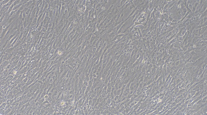 Primary Mouse Arachnoid Cells (AC)