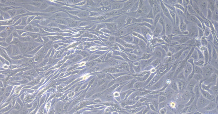 Primary Caprine Fallopian Tube Epithelial Cells (FTEC)