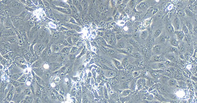 Primary Rabbit Fallopian Tube Epithelial Cells (FTEC)