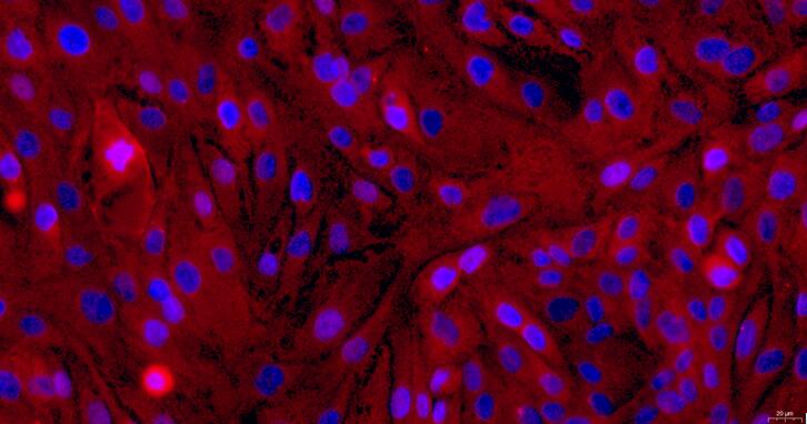 Primary Rabbit Vaginal Epithelial Cells (VEC)