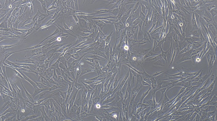 CSI275Ca01.jpg