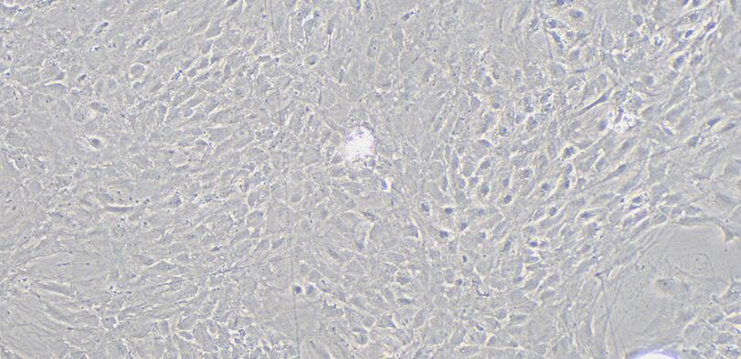 Primary Rat Parotid Gland Cells (PGC)