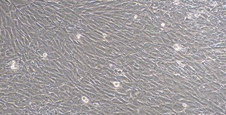 Primary Caprine Cardiac Valve Interstitial Cells (CVIC)