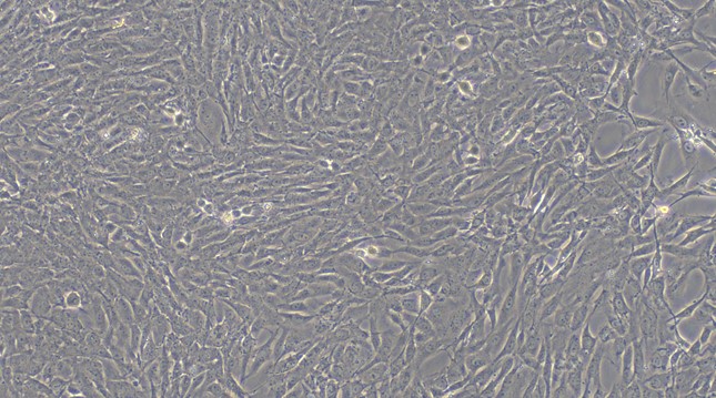 CSI279Ra01.jpg