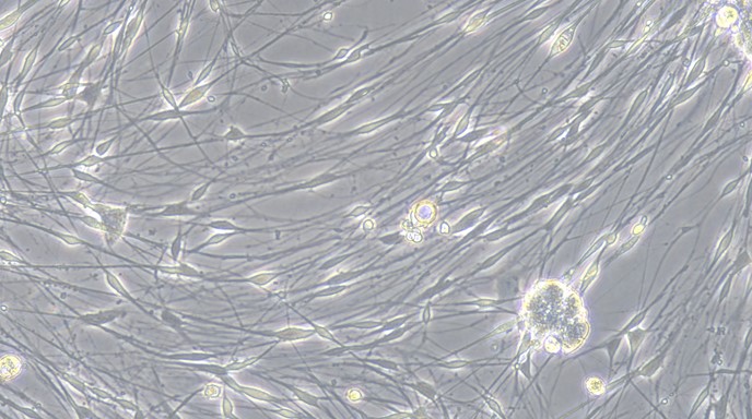 Primary Rabbit Dorsal Root Ganglion Neuron Cells (DRGN)
