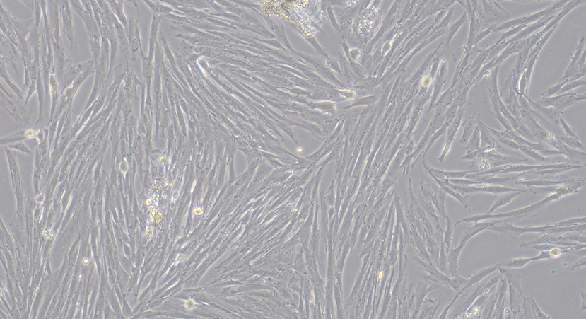 Primary Canine Aorta Adventitial Fibroblasts (AAF)