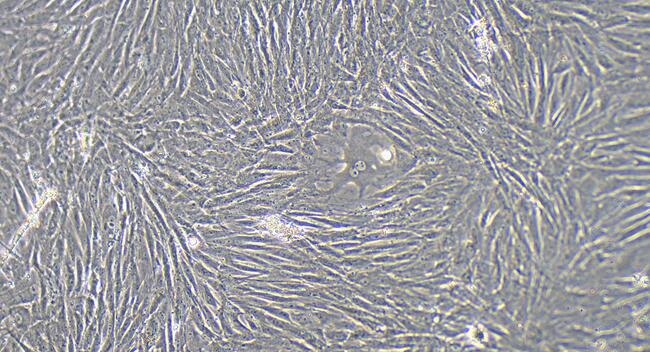 Primary Rat Retinal Muller Cells (RMCs)