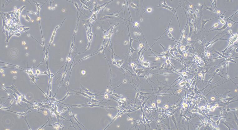 Primary Rabbit Olfactory Bulb Neuron Cells (OBNC)