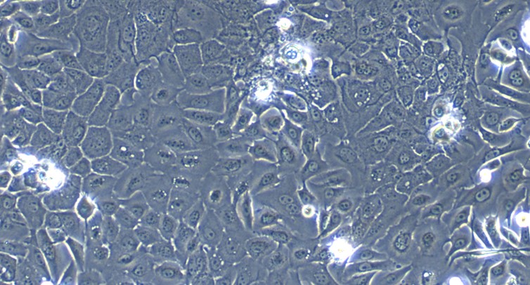 Primary Caprine Lingual Epidermal Cells (LiEC)