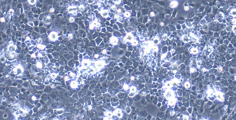 Primary Rat Lingual Epidermal Cells (LiEC)