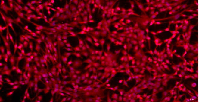 Primary Feline Nasal Mucosal Epithelial Cells (NMEC)
